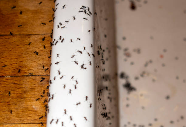 Best Wasp Removal Services  in Black Diamond, WA