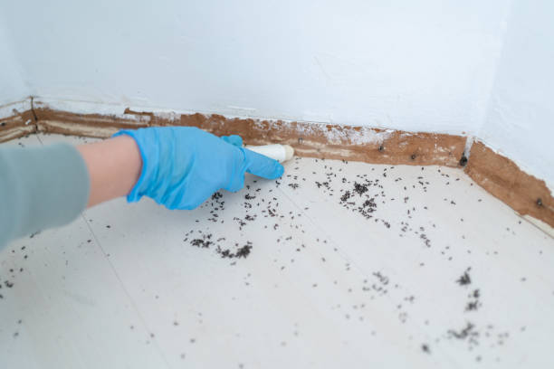 Best Pest Control for Restaurants  in Black Diamond, WA